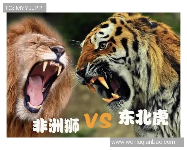 老虎大学与纽约城的激烈对决揭示了高校体育的魅力与竞争精神