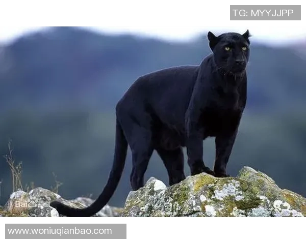 黑豹与美洲豹的生存之争：谁才是真正的丛林霸主